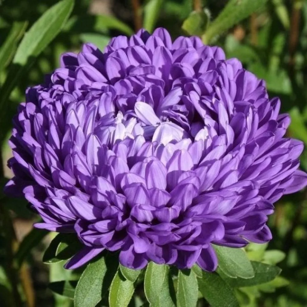 Kesäasteri 'Colour Carpet' tummansininen