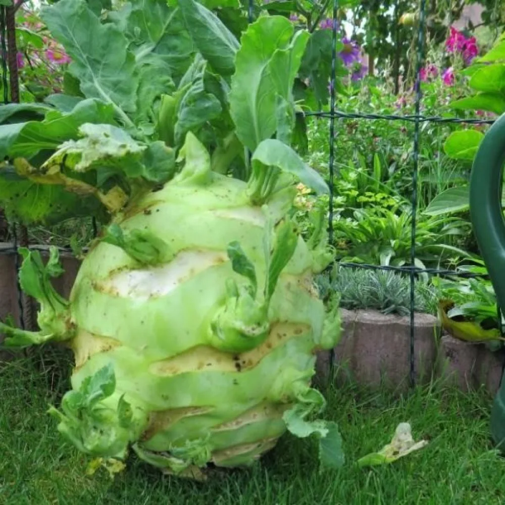 Kyssäkaali 'Gigant'