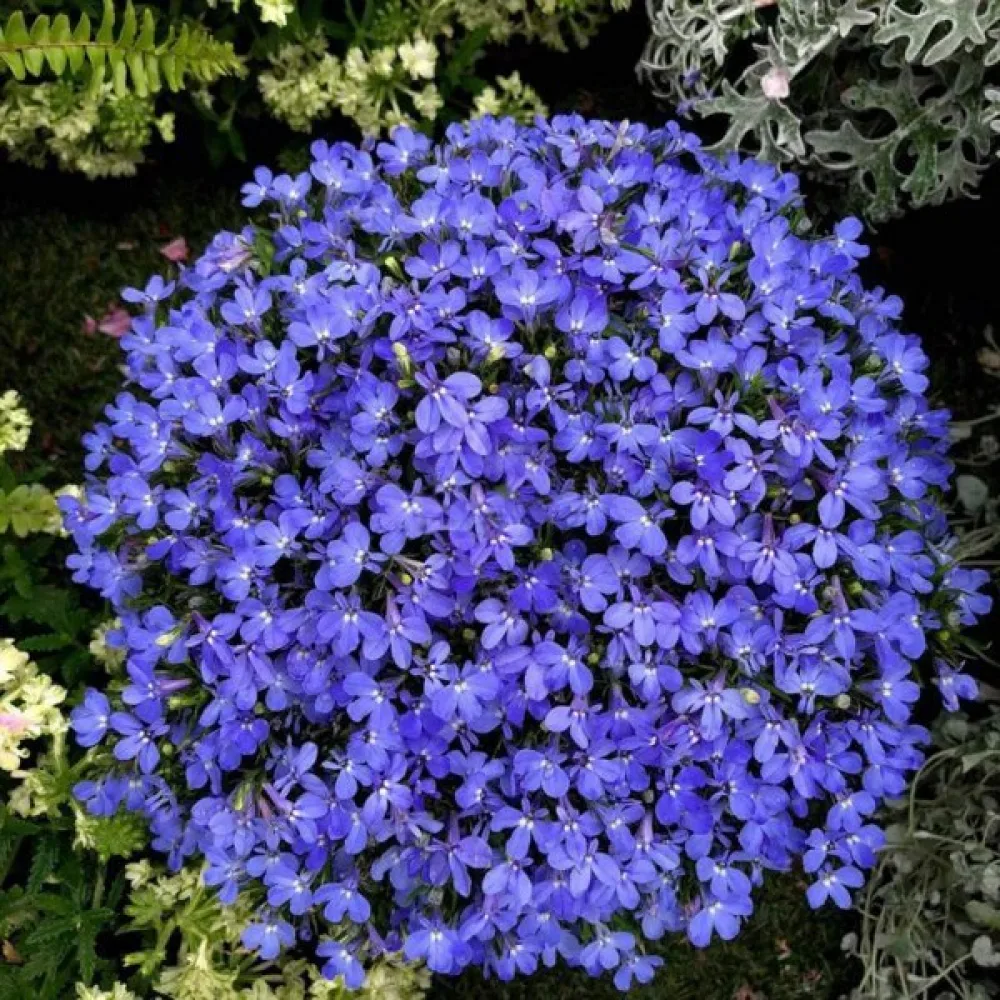 Sinilobelia 'Blue Carpet'