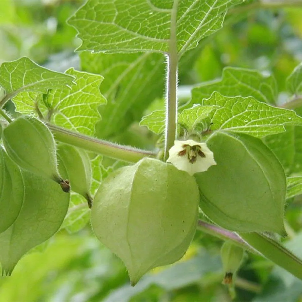 Tomatillo Physalis ixocarpa
