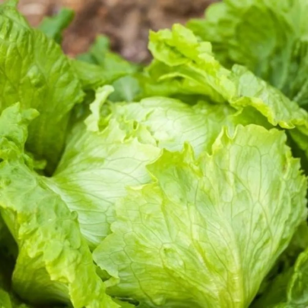 Jäävuorisalaatti 'Krolowa Lata'