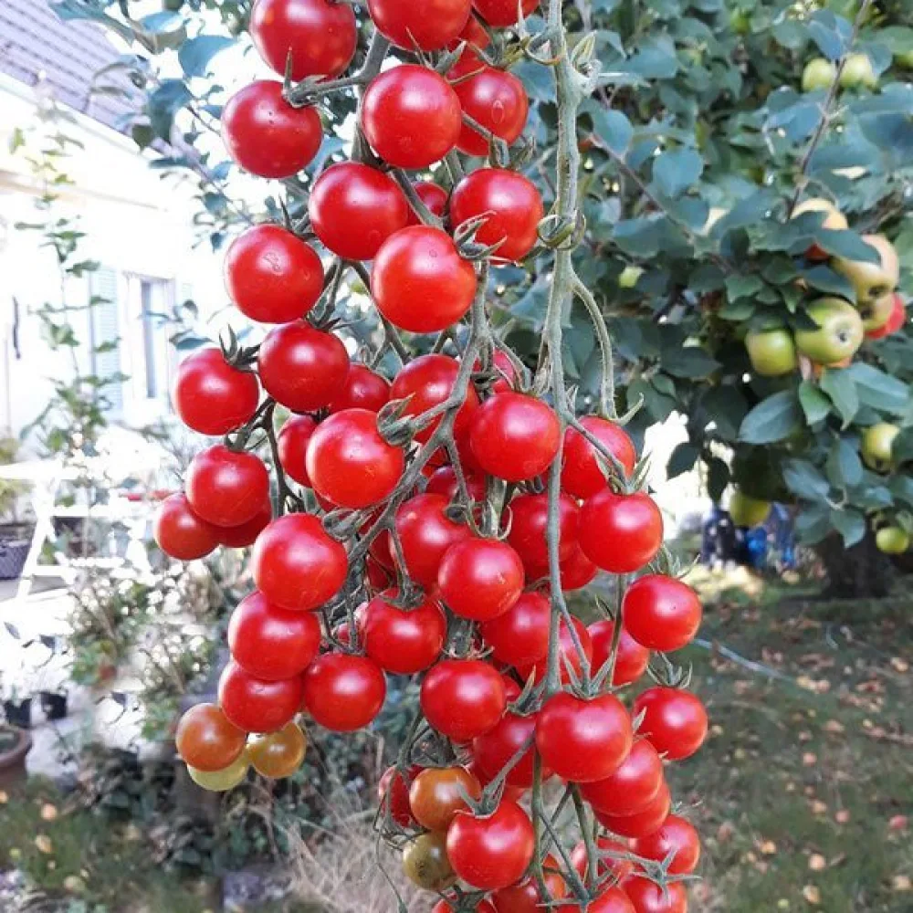 Kirsikkatomaatti 'Pokusa'
