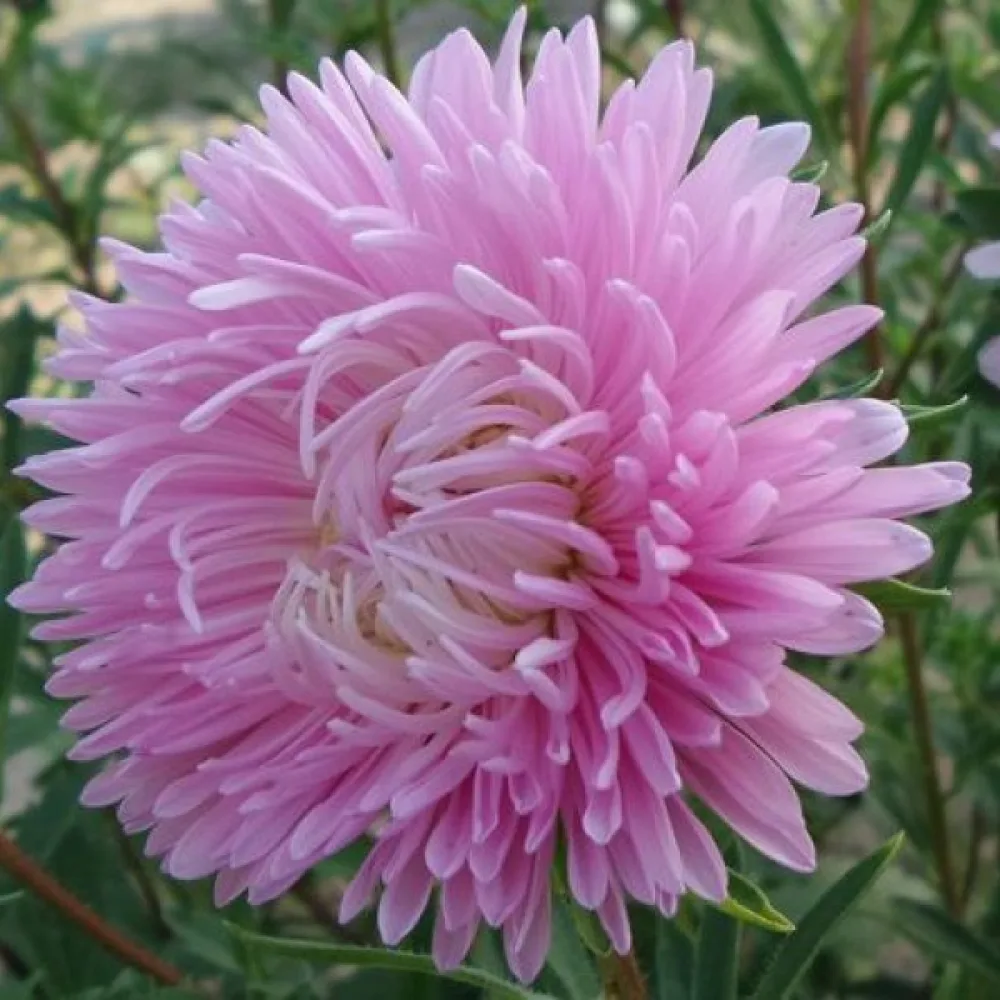 Kesäasteri Pompon – vaaleanroosa