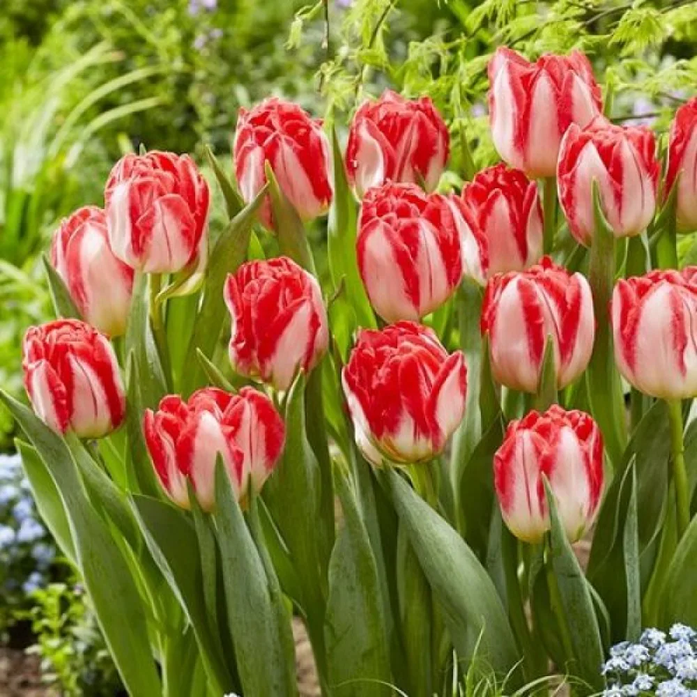 Tulppaani 'Pink Delight'