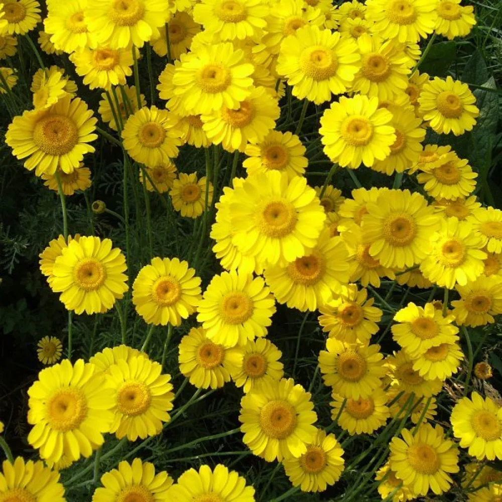 Keltasauramo Anthemis tinctoria