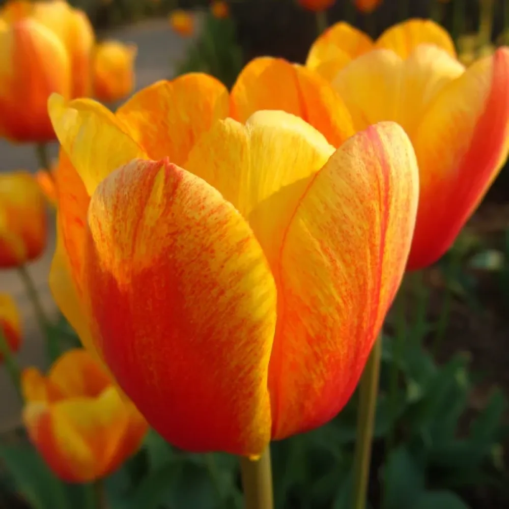 Tulppaani 'Beauty Of Apeldoorn'