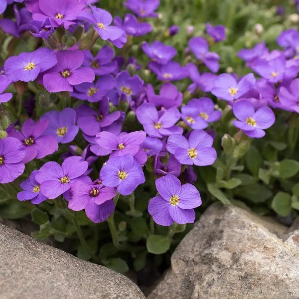 Kesäleimu 'Beauty Violet'