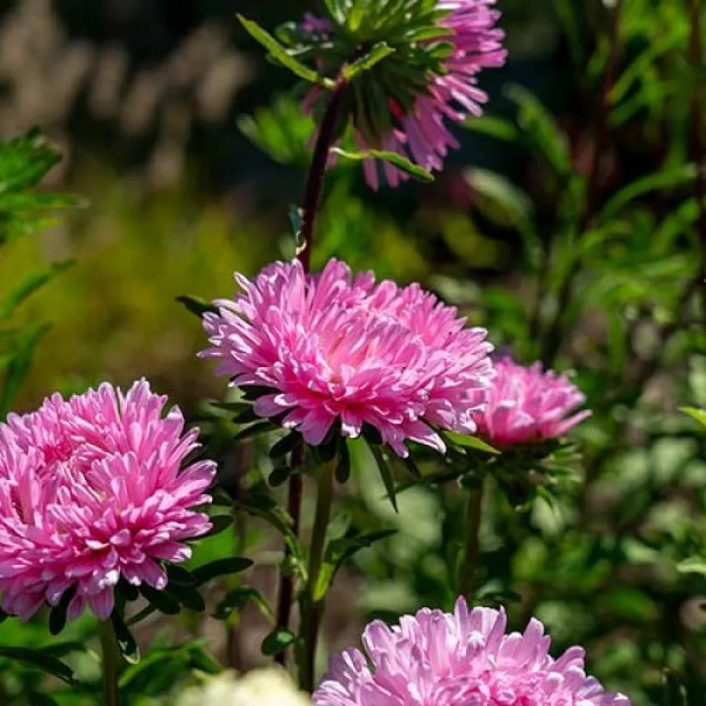 Kesäasteri 'Apollonia' – roosa