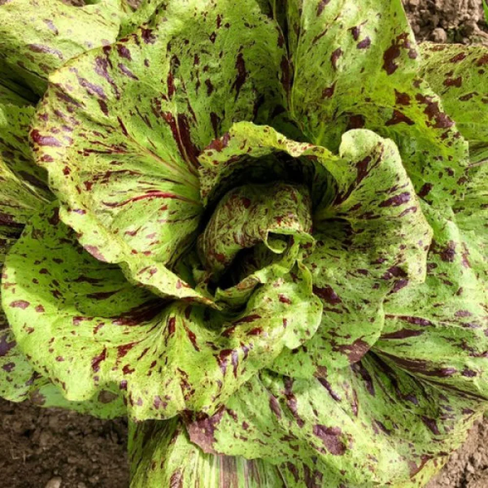 Sikuri 'Variegata di Castelfranco'