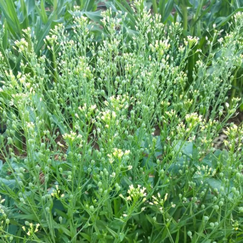 Kitupiikki Camelina sativa kevätkylvöön