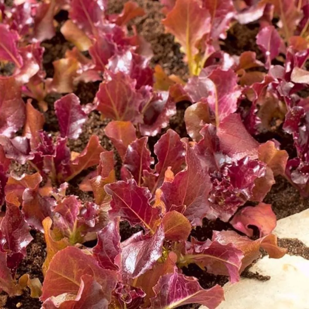 Baby leaf -salaatti 'Biscia Rossa'