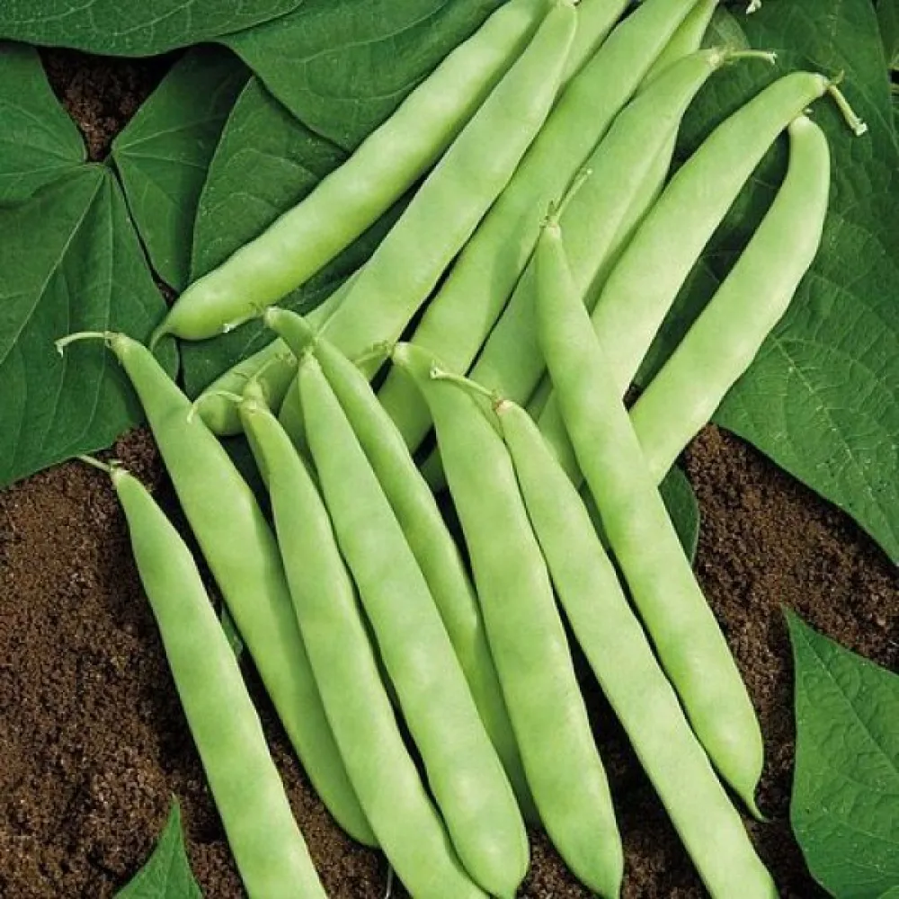 Tarhapapu 'Scuba'