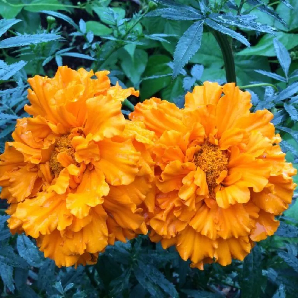 Kookossamettikukka 'Hawaii'