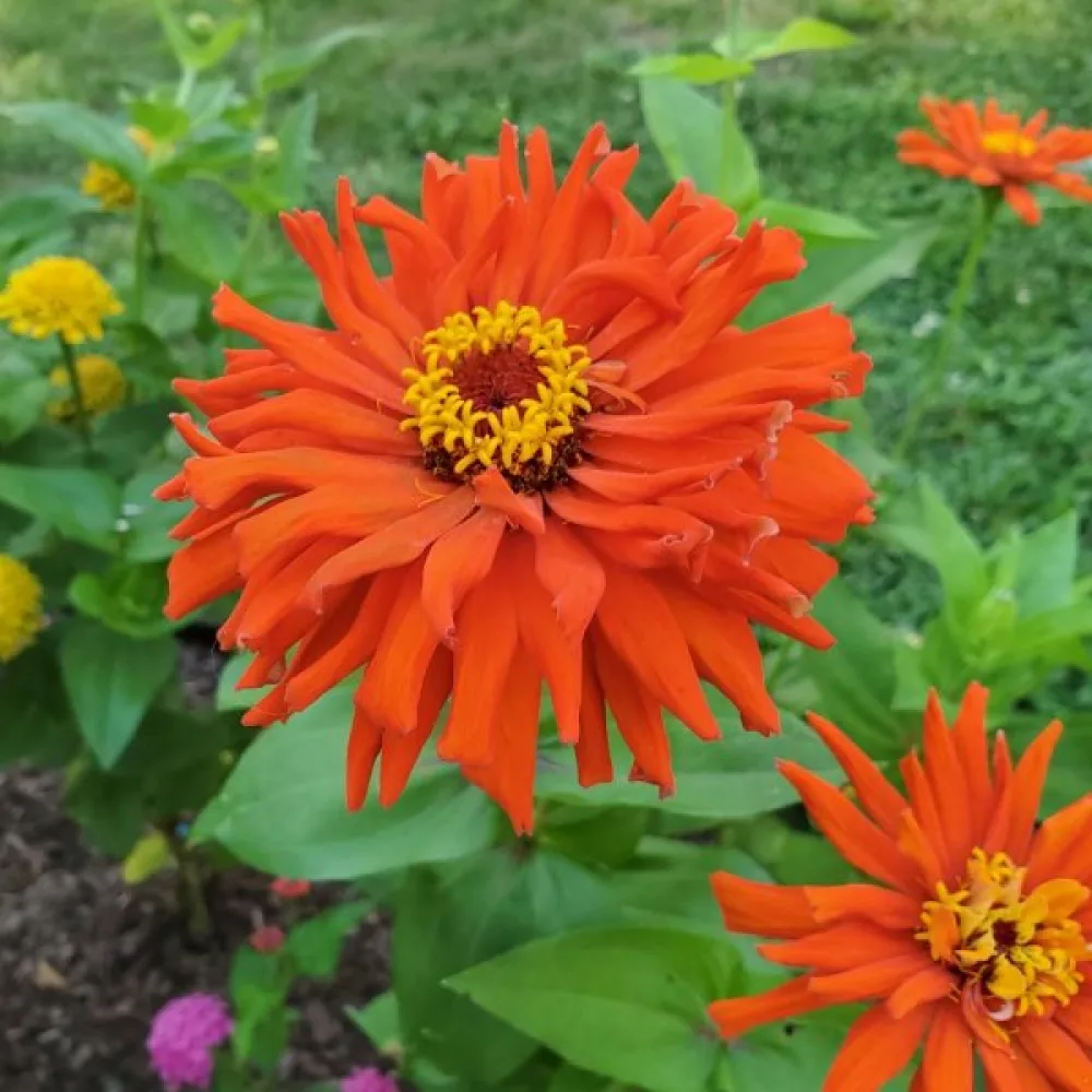 Tsinnia 'Red Man'