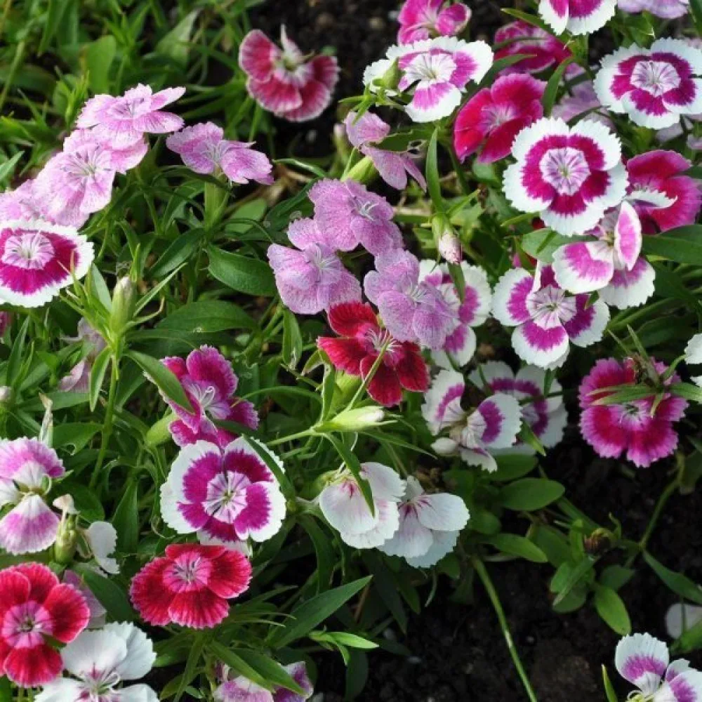 Harjaneilikka 'Summertime' – sekoitus