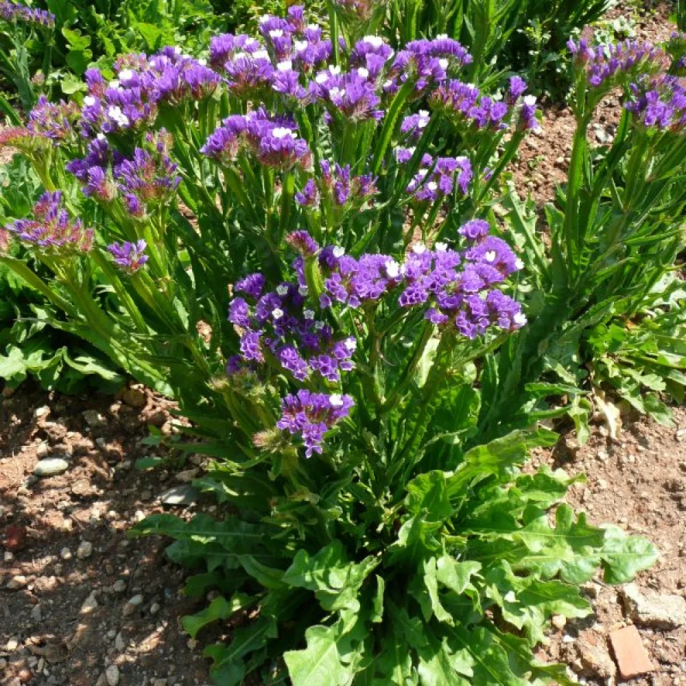 Limonium sinuatum – laventelinsininen