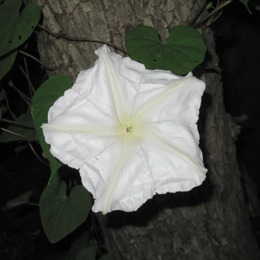Elämänlanka Ipomoea noctiflora – valkoinen