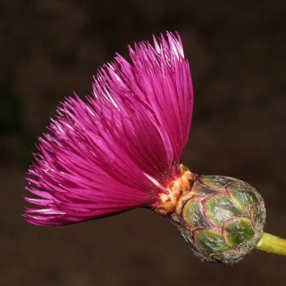 Myskikaunokki 'Lucida', karmiininpunainen
