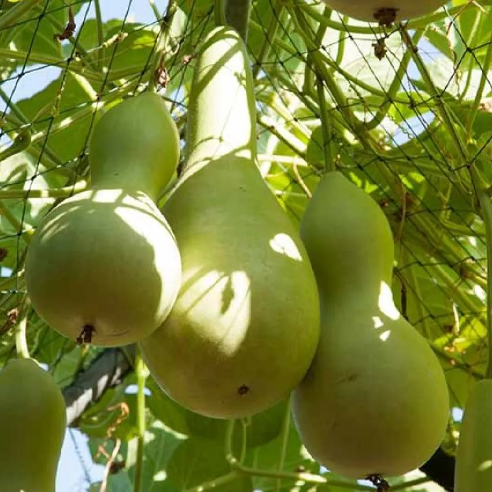 Pullokurpitsa 'Bottle Gourd Giant'