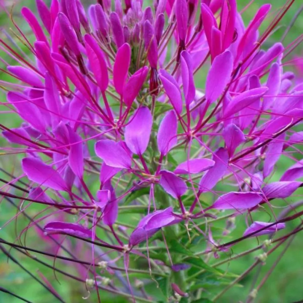 Hämähäkkikukka 'Violet Queen'