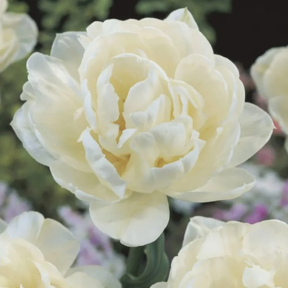 Tulppaani 'Mount Tacoma'