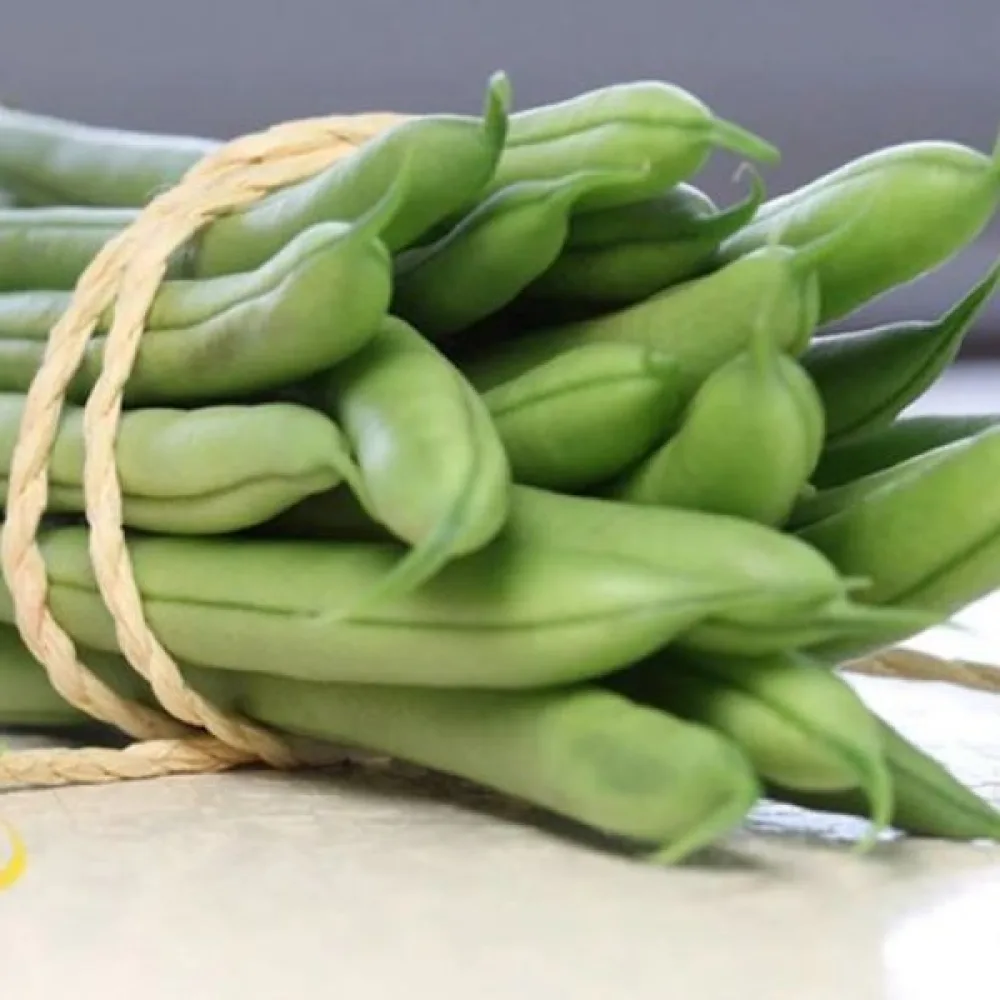 Kuivapapu Phaseolus vulgaris var. nanus 'Coco Noir-Starazagorski'
