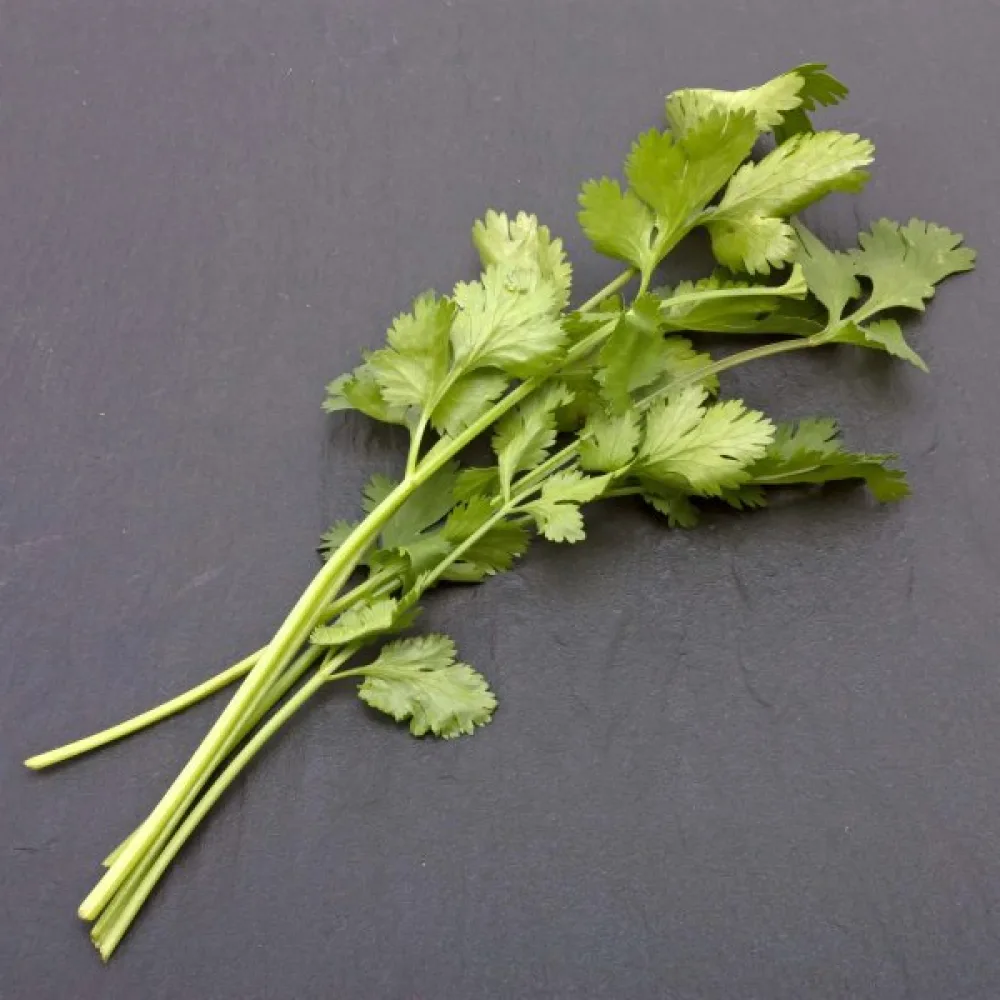 Korianteri – mikroversoiksi