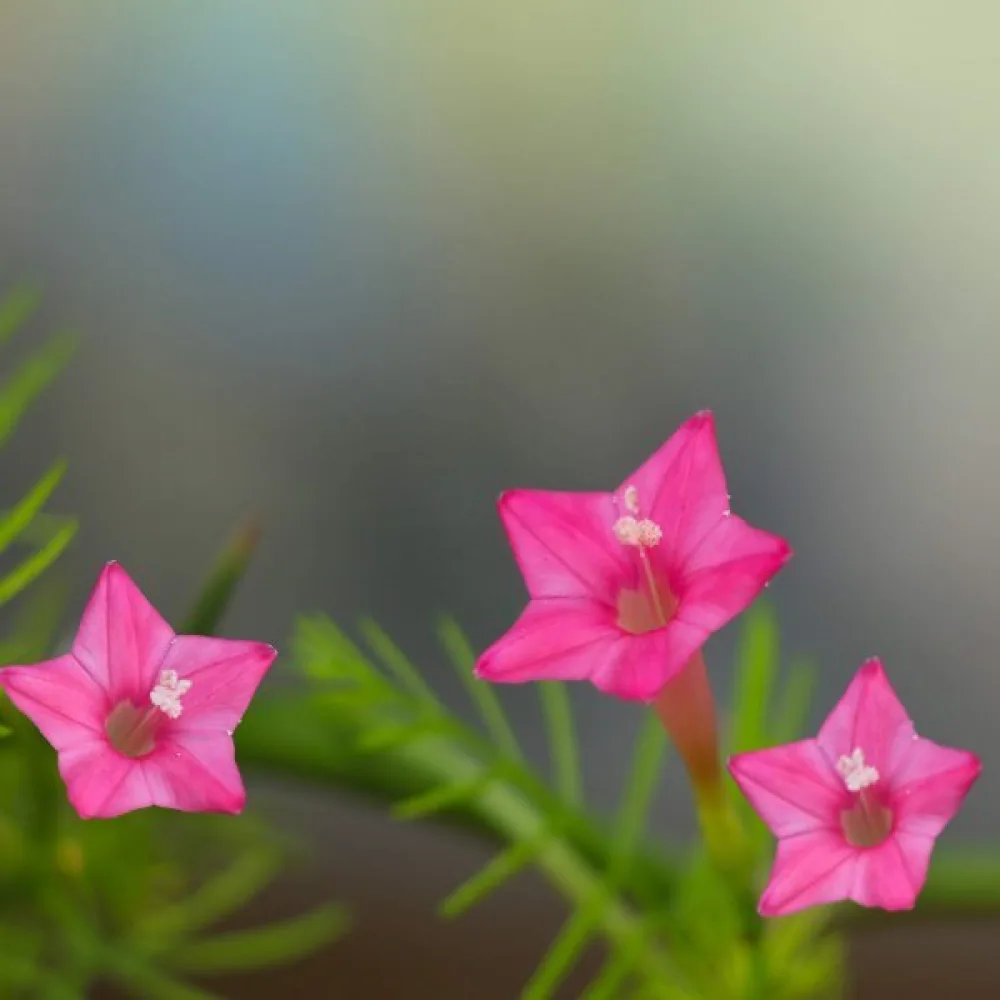 Sypressiköynnös Ipomoea pennata – vaaleanpunainen