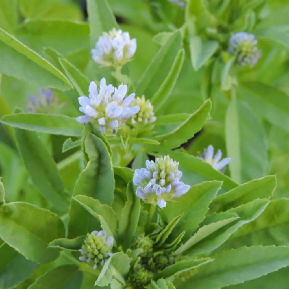 Sinisarviapila Trigonella caerulea