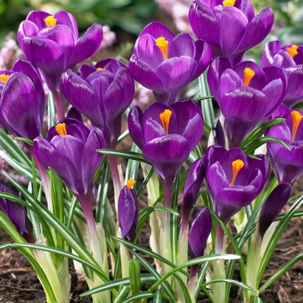 Krookus 'Flower Record'