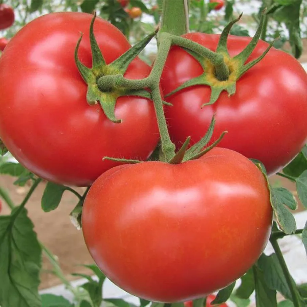 Tomaatti 'Marglobe'