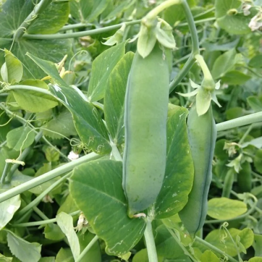 Tarhaherne 'Petit Provençal'