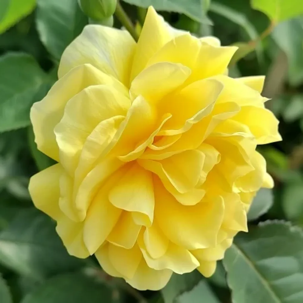 Ruusu 'Yellow Fantasy' – paljasjuurinen