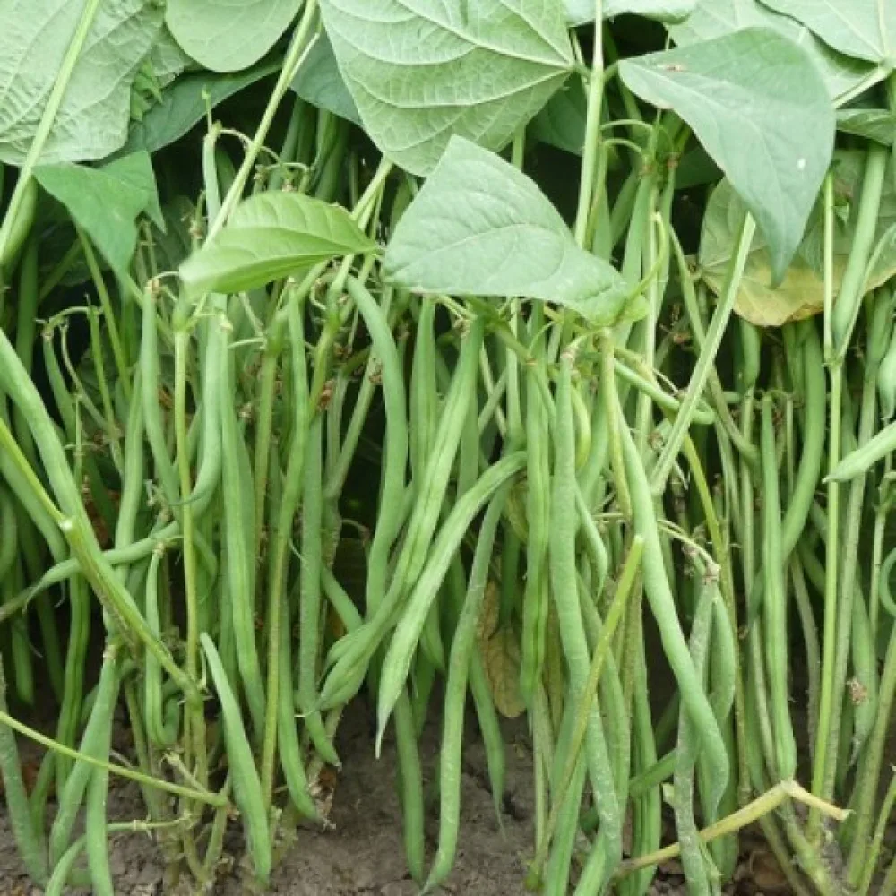 Tarhapapu 'Prinzess'