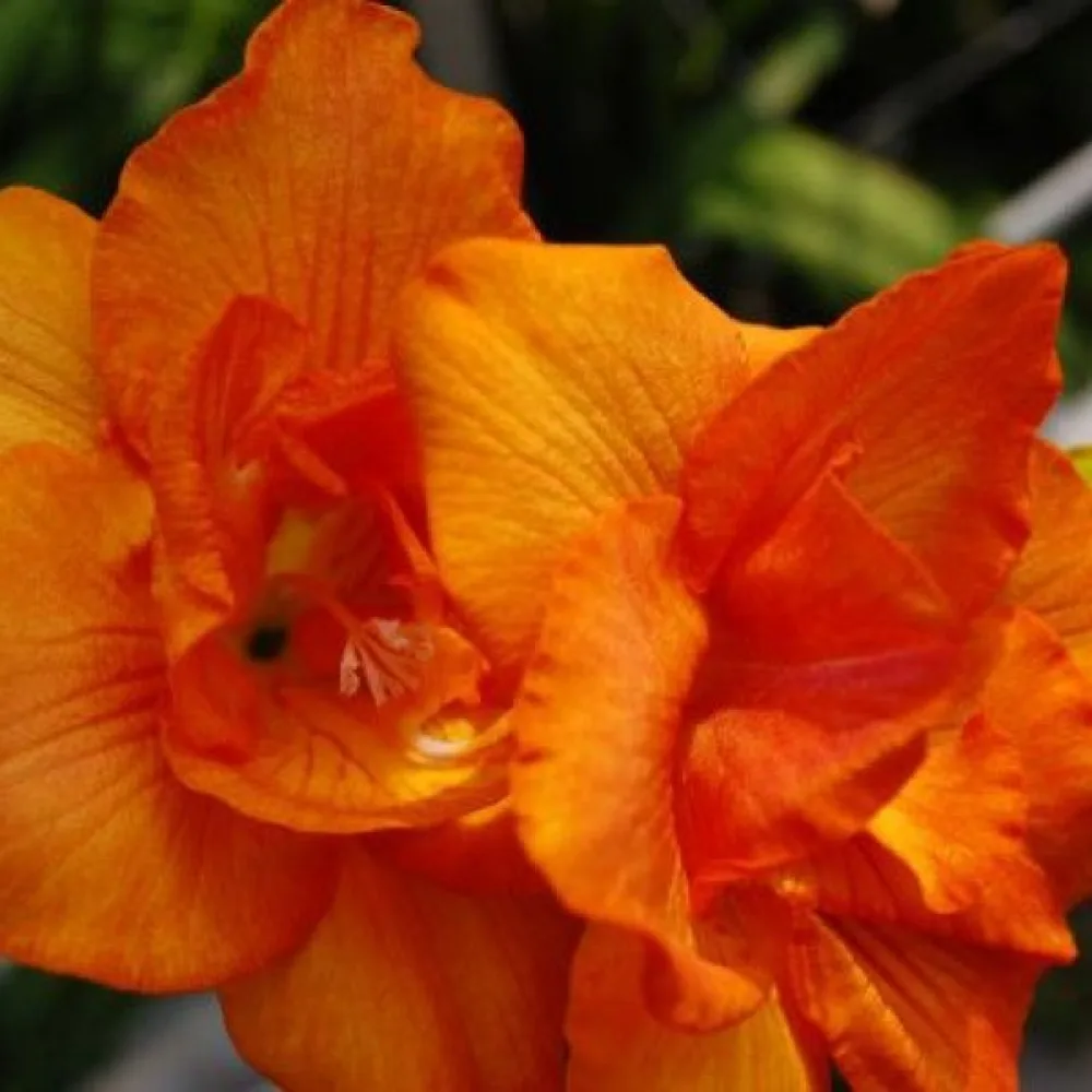 Freesia 'Double Orange'