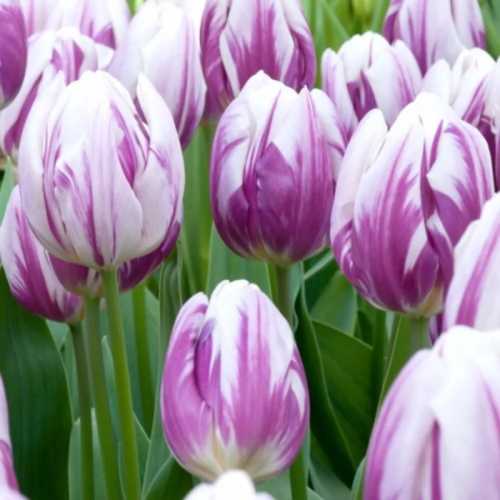 Tulppaani 'Flaming flag'