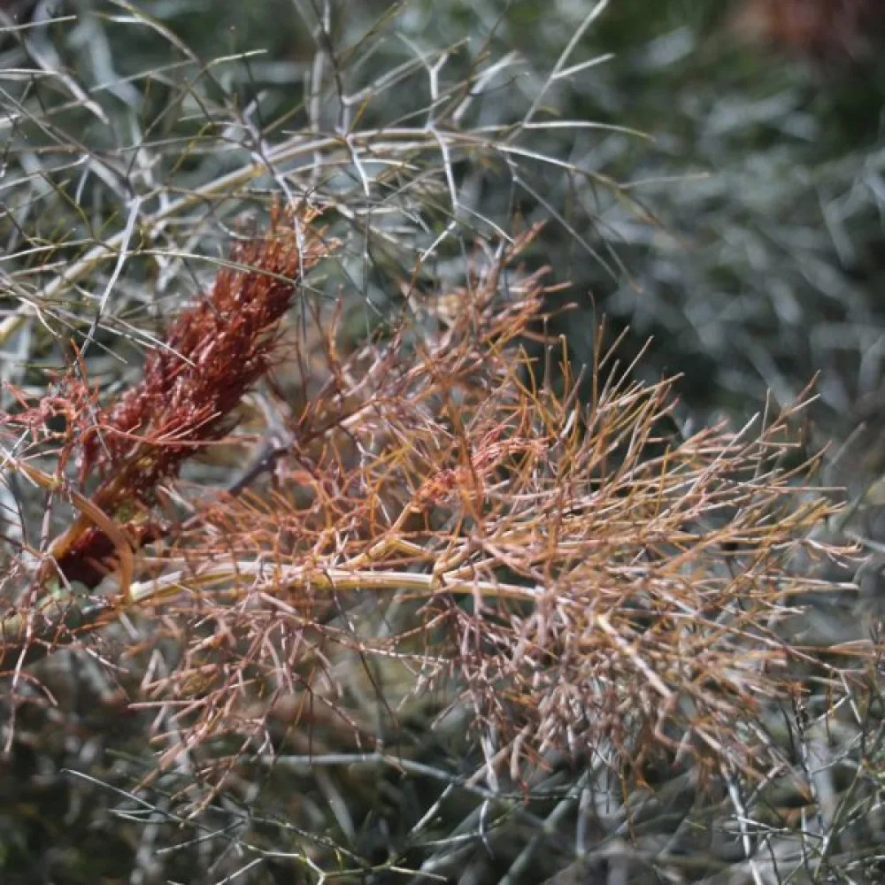 Fenkoli, aromaattiset lehdet