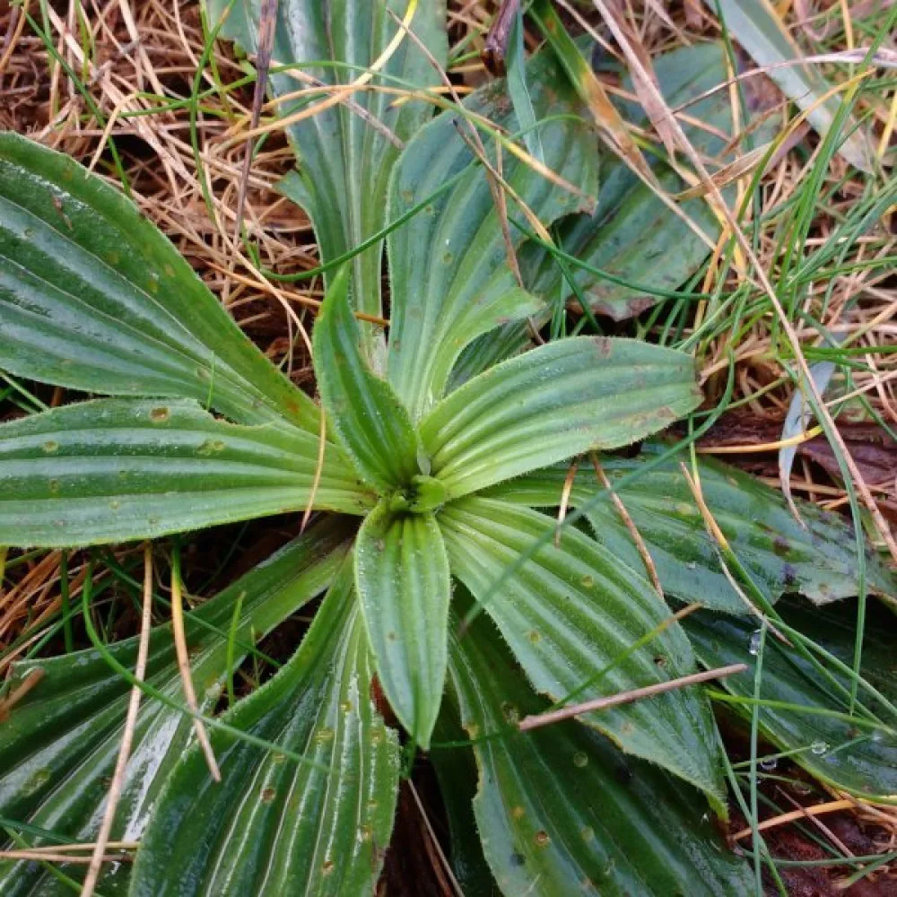 Heinäratamo, luonnonmuoto