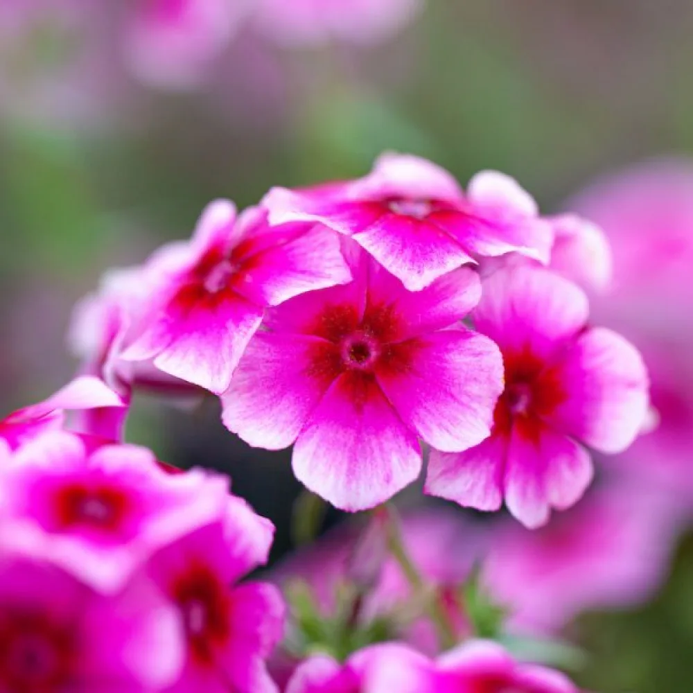 Kesäleimu 'Brilliant Rose'