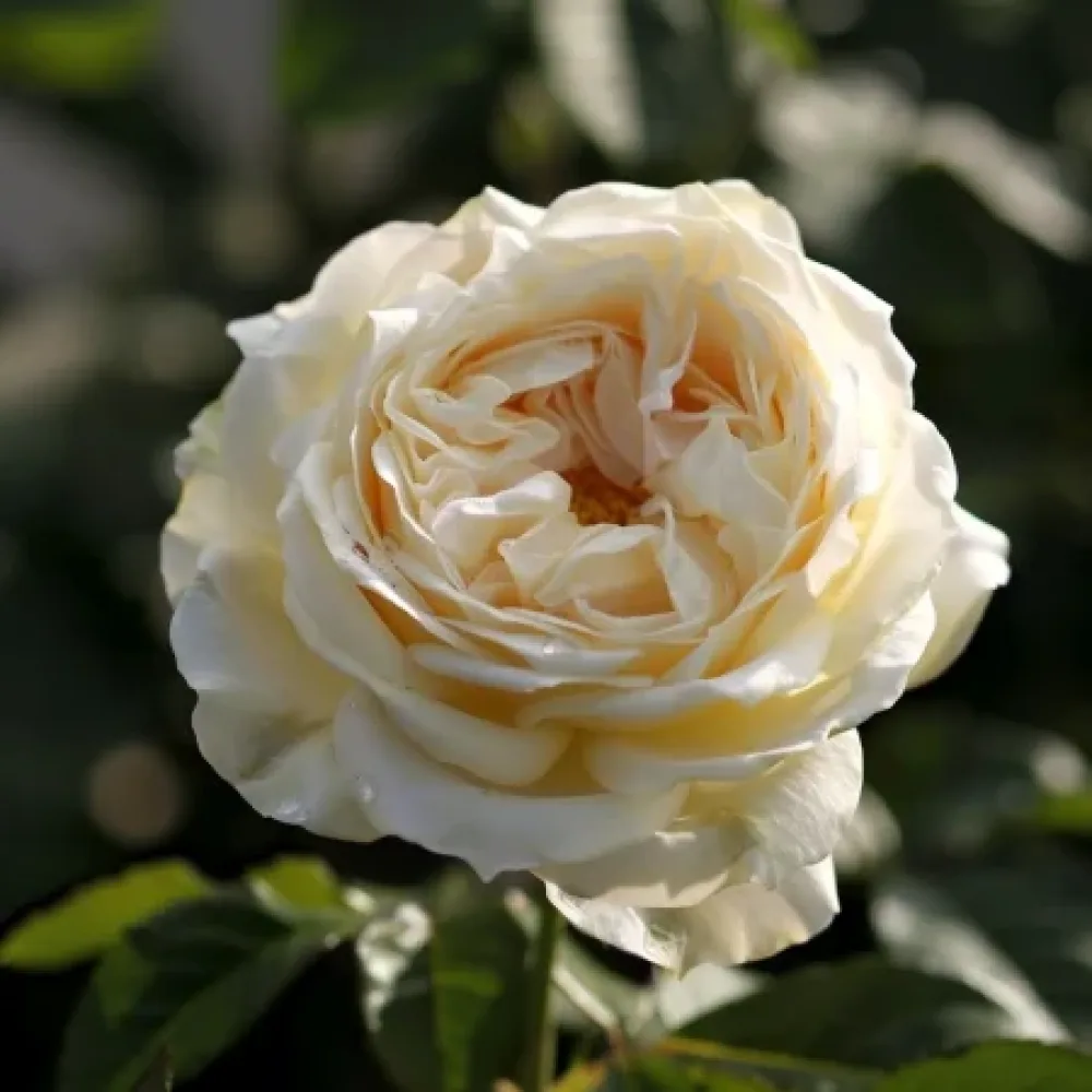 Ruusu 'Vanilla Dream' – paljasjuurinen