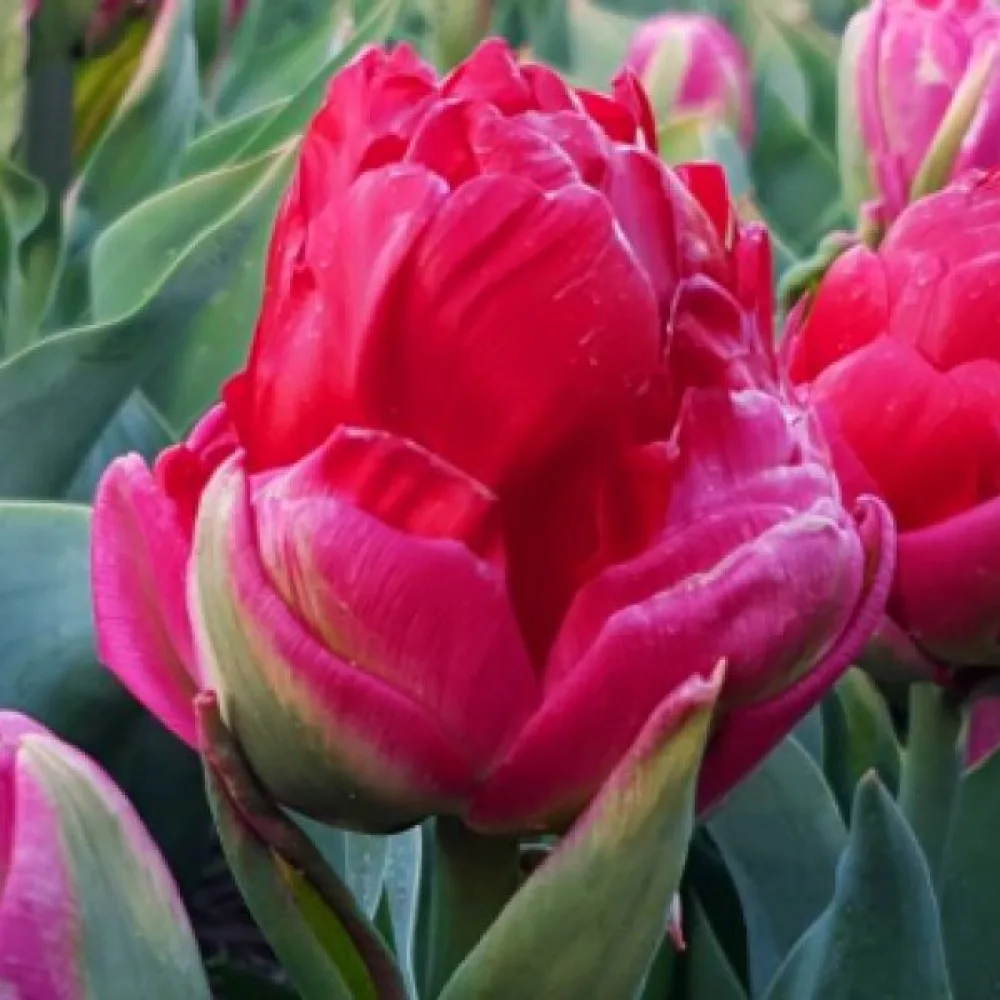 Tulppaani 'Ice cream Cranberry'