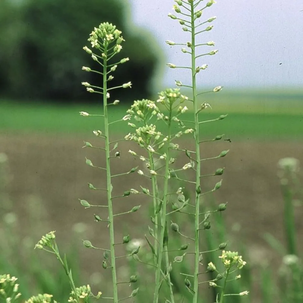 Kitupiikki Camelina sativa kevätkylvöön