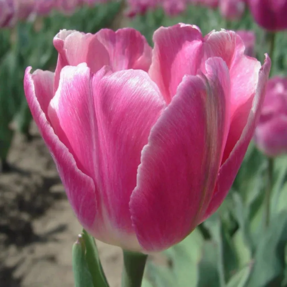 Tulppaani 'Jumbo pink'