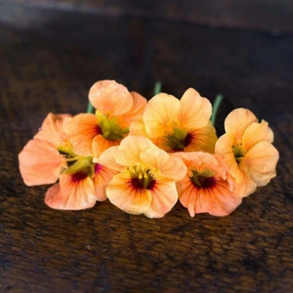 Köynnöskrassi 'Apricot'
