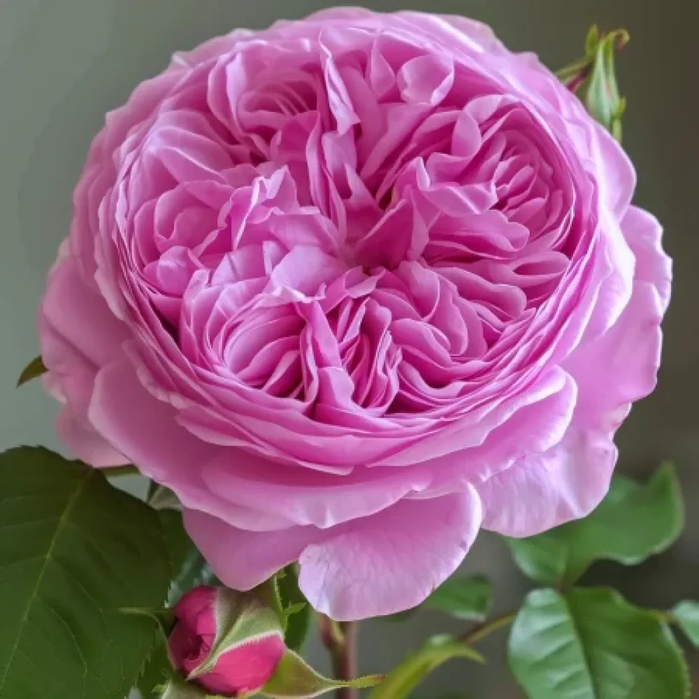 Ruusu 'Revival Blossom' – paljasjuurinen