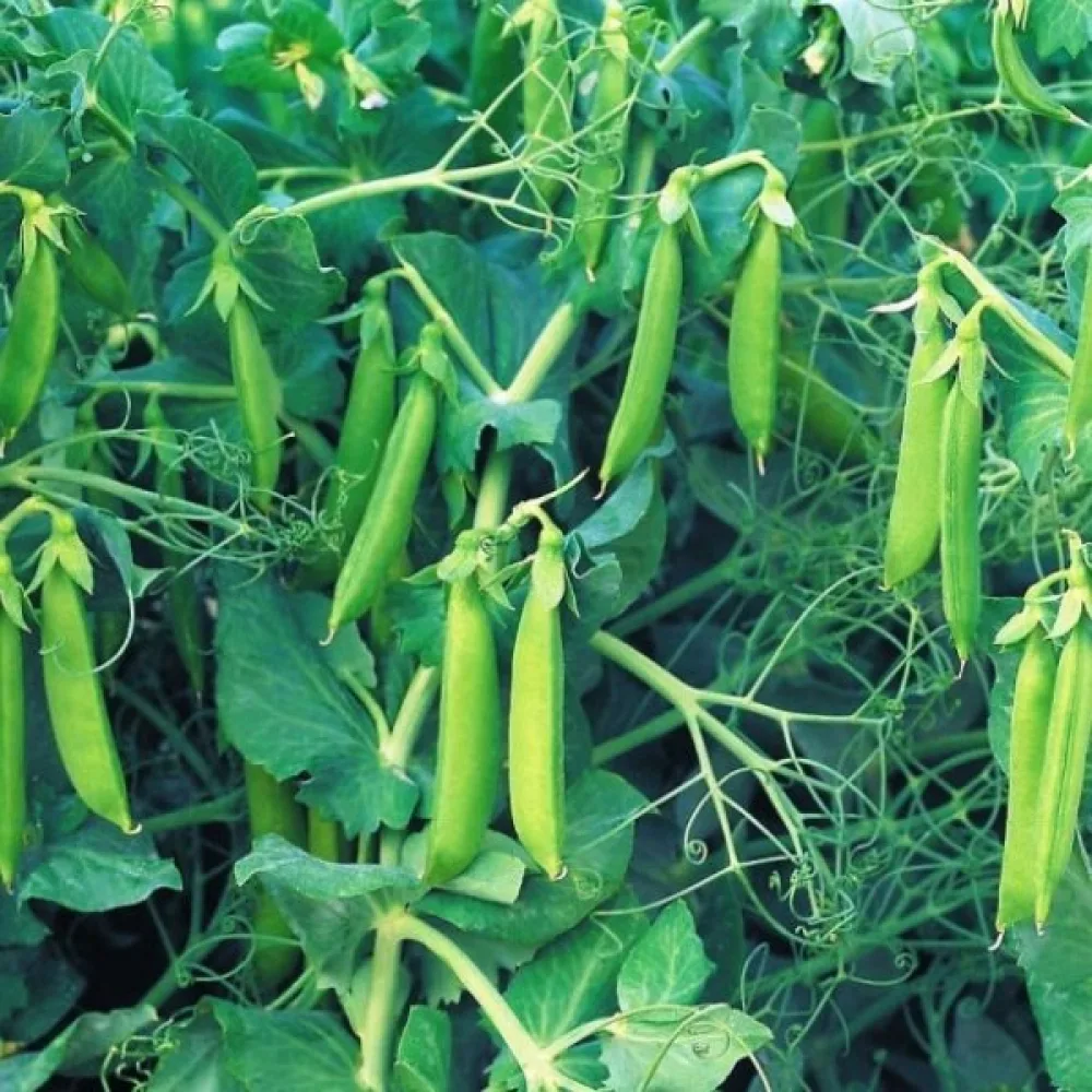 Tarhaherne 'Somerwood'
