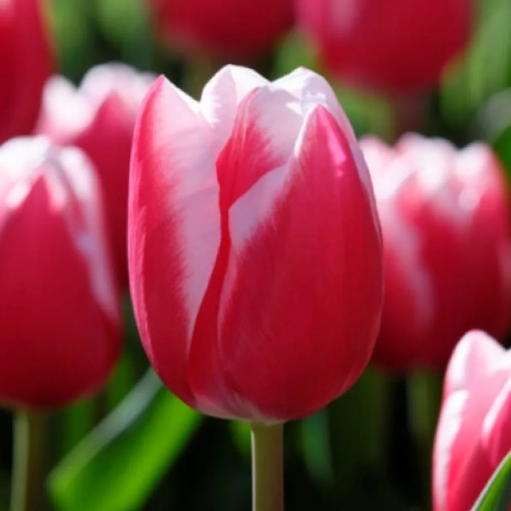 Tulppaani 'Leen Van Der Mark'