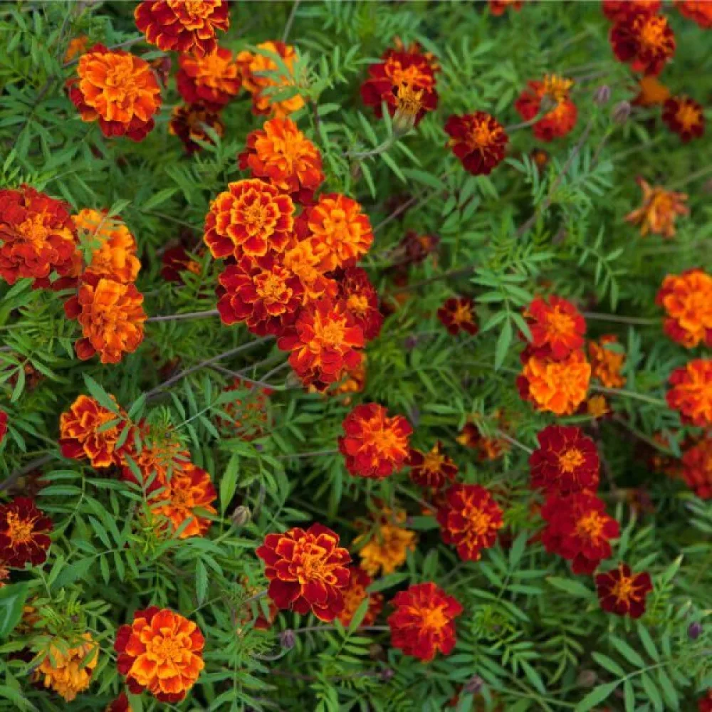 Ruusukesamettikukka 'Honeycomb'