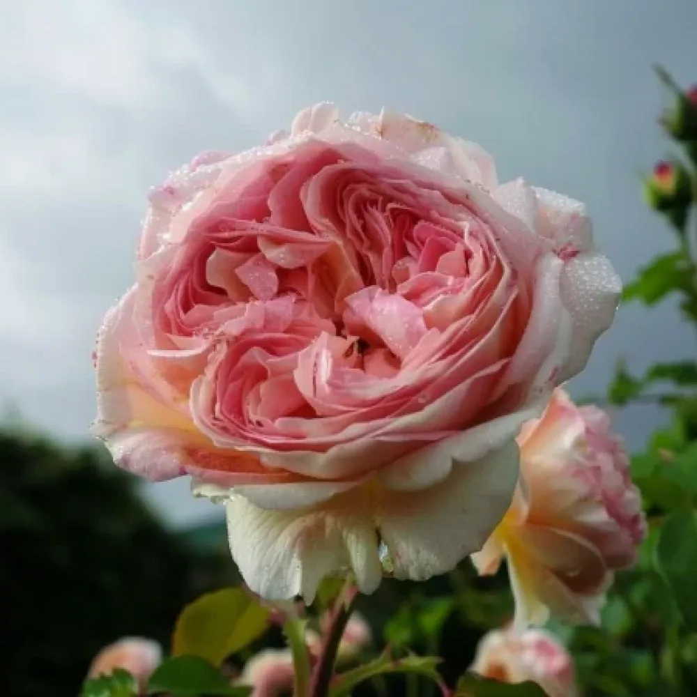 Ruusu 'Pink Flame'