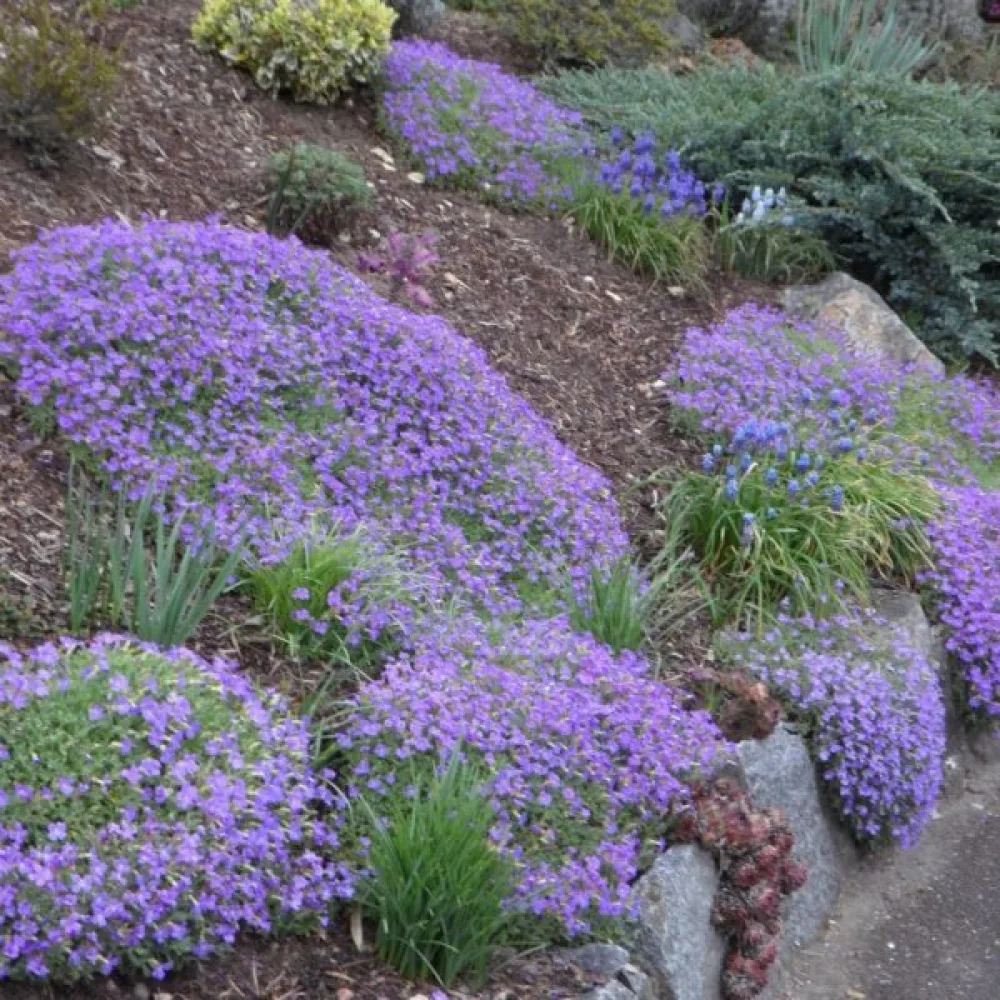 Aubrietia 'Royal Blue'